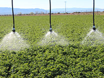 soluciones de riego para la alfalfa
