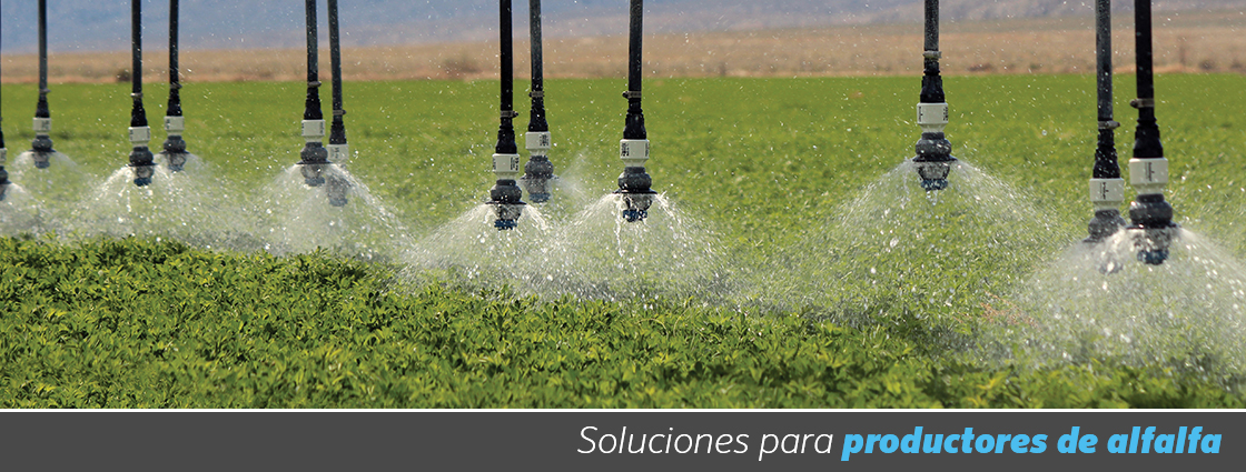 Marquesina extraer proyector Soluciones de riego para Alfalfa | Senninger Irrigation