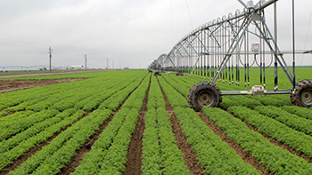Linear irrigation with spray nozzles over carrots in California