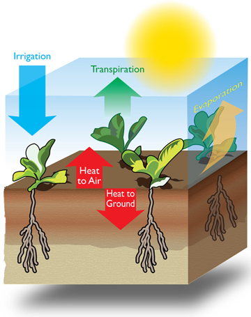 Irrigation can be used to cool crops and soil