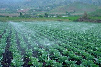 mini-Wobblers irrigating cabbage