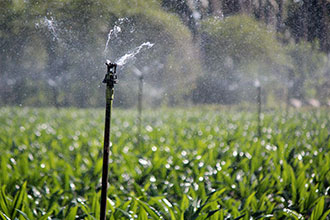 Drip vs Overhead Irrigation: investment