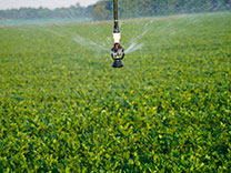 irrigation solutions for peanuts water requirements