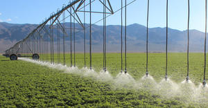 LEPA Close Spacing – alfalfa – Nevada, USA 