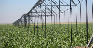 LEPA Close Spacing – corn – Kansas, USA 