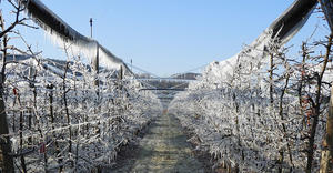 Xcel-Wobbler – Frost Protection – apple orchards – Austria