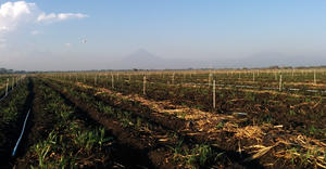 Xcel-Wobbler – Sugarcane – Guatemala