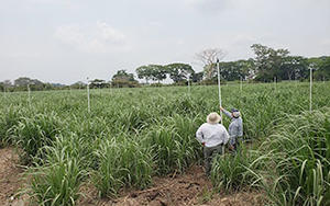 Productores instalando un sistema de riego agrícola con aspersores Xcel-Wobbler sobre elevadores