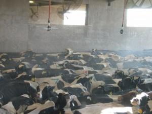 solutions to lower cows’ body temperatures 