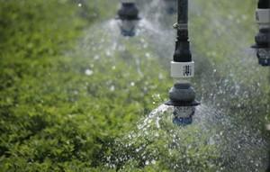 Close Spacing irrigation