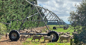 Sheep around Reinke pivot with i-Wob