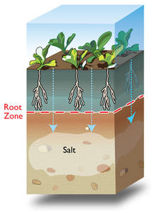 soil salinity solutions