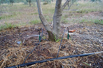 Spray Stakes are proving beneficial for olive tree plantations in Colombia
