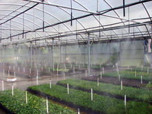 Fogger - Greenhouse