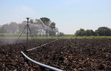 80 Series Impact Sprinklers - Sugarcane Germination