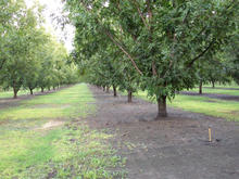mini-wobblerha-orchard.jpg