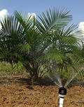 Smooth Drive - Oil Palm