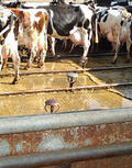 Keeping Cows Cool & Clean with Sprinkler Systems