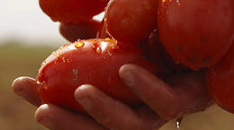 i-Wob®2 с серым дефлектором — оптимальный выбор для наших томатов!