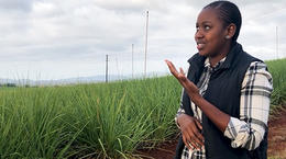 Дождеватели Xcel-Wobbler™ помогают повысить урожай сахарного тростника в ЮАР на 36%