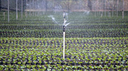 Xcel-Wobbler™ &amp; mini-Wobbler™: Coffee Irrigation