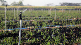 Xcel-Wobbler™: Sugarcane Irrigation