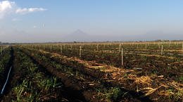 Xcel-Wobbler™: Irrigação de Cana-de-Açúcar