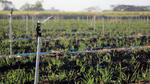 Xcel-Wobbler™: Sugarcane Irrigation