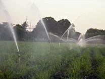 solutions d'irrigation pour la canne à sucre