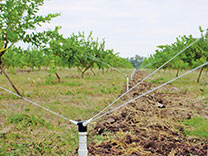sprinklers ideal for nut and fruit